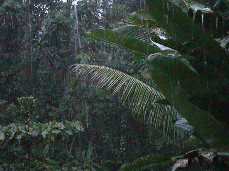 Rainforest rain