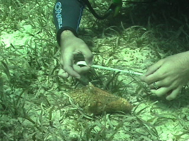Measuring queen conch