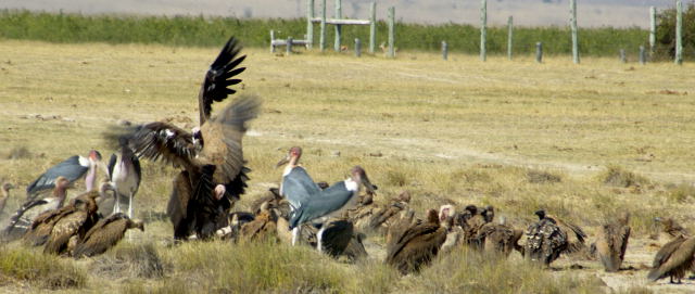 Vultures at Kill, Amboseli Park, Kenya