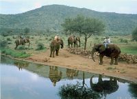 elephants in africa